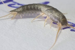 Types Of Silverfish