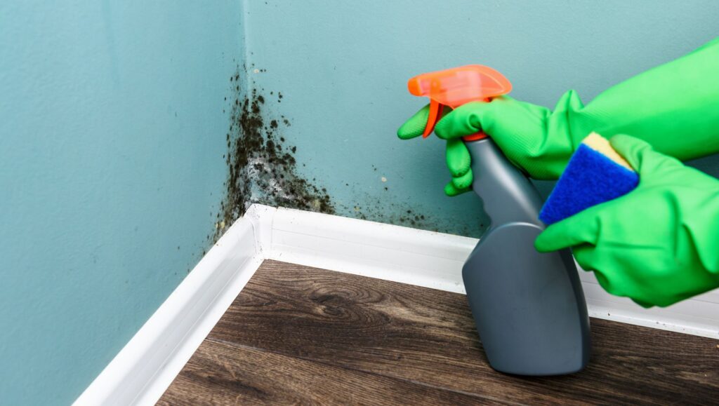 Spraying mold on walls with cleaning solution