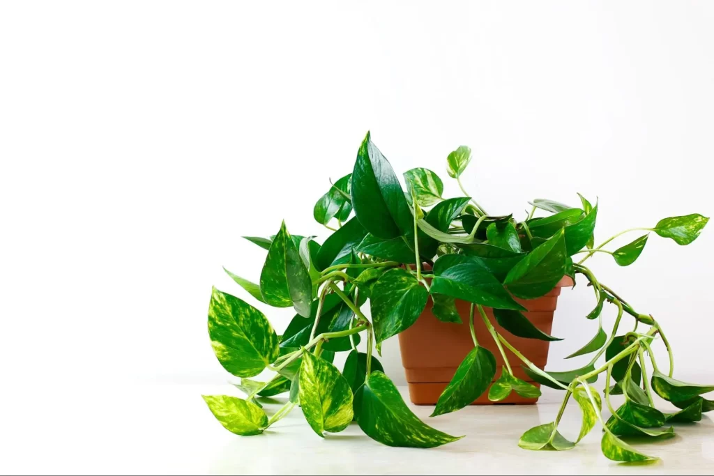 Golden pothos