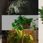 Houseplants that purify air