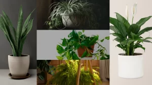 Houseplants that purify air