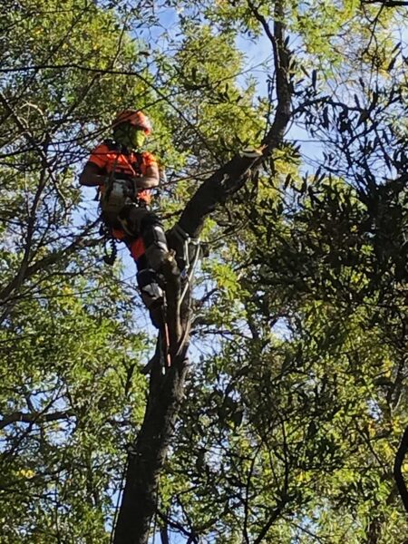 major tree work can be dangerous