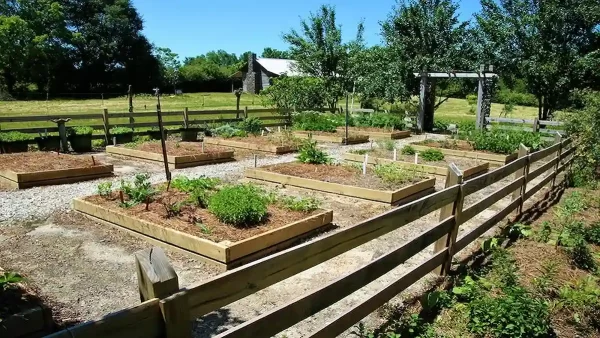 Treated or durable species of wood are the most popular option for raised beds.