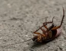 Banish the Bugs: How to Get Rid of Cockroaches